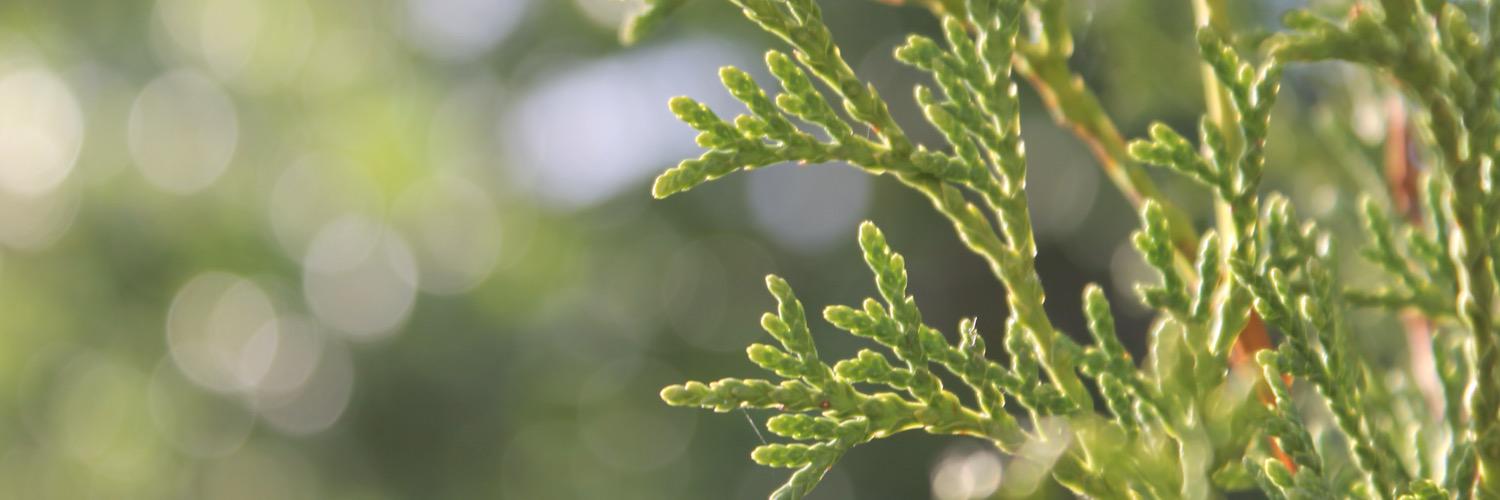 Generation Green banner