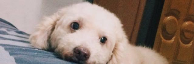 diandarp's profile banner image