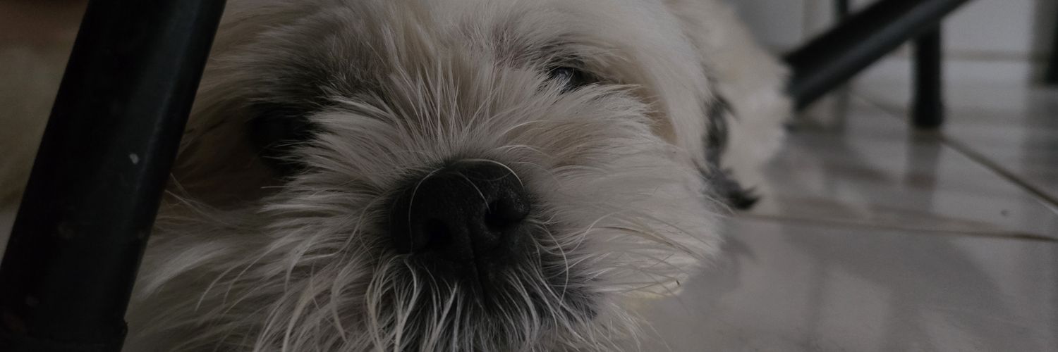 shootlikecupid's profile banner image