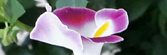 edith_averilla's profile banner image