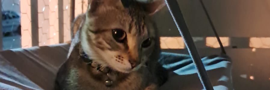 llaramarcella's profile banner image