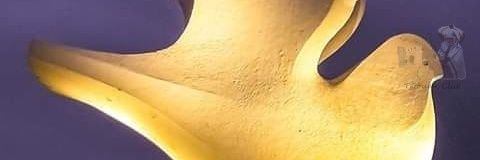 dadisma98's profile banner image