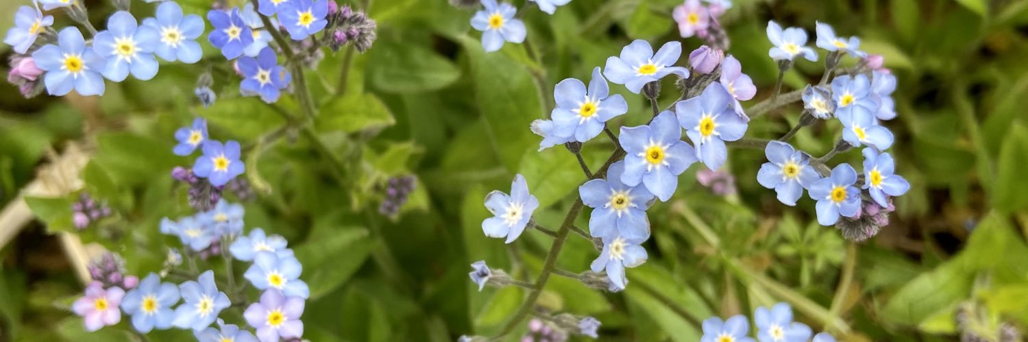 Anne-Grethe Jensen (daneanne.bsky.social) banner