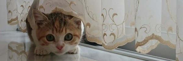 chichinanko Profile Banner