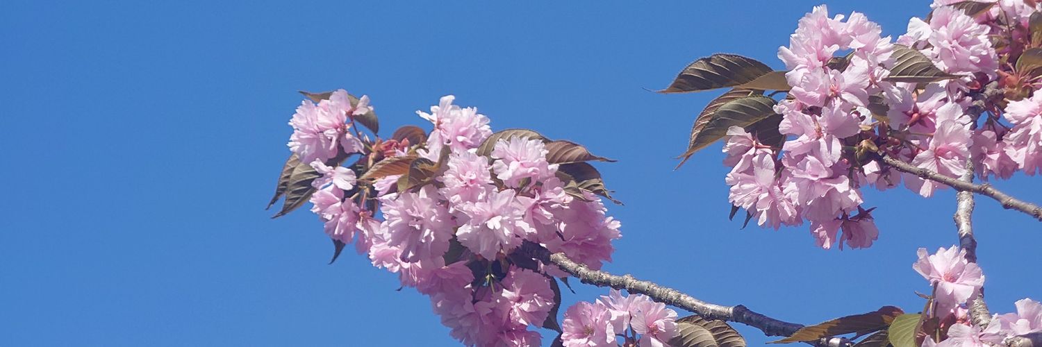 sakurawar_post's profile banner image