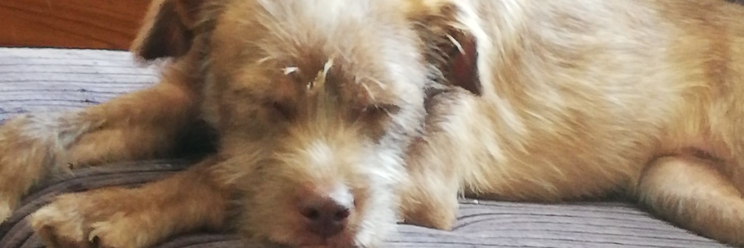1973rose's profile banner image