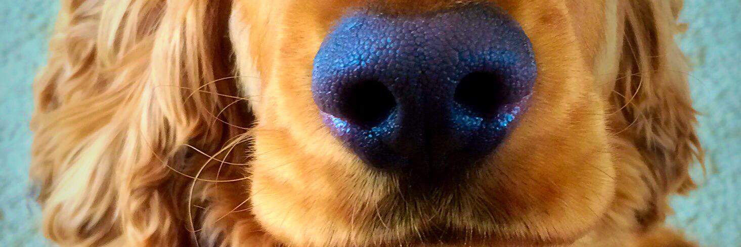 BellBeckie's profile banner image