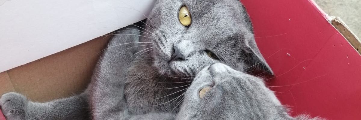 kvskrt's profile banner image
