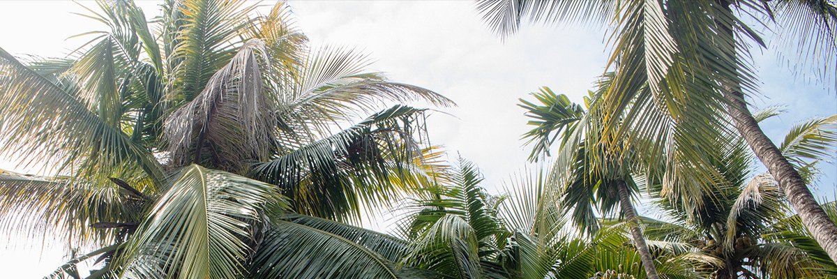 saffron_bloom's profile banner image