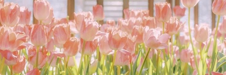 Mire 💫 banner