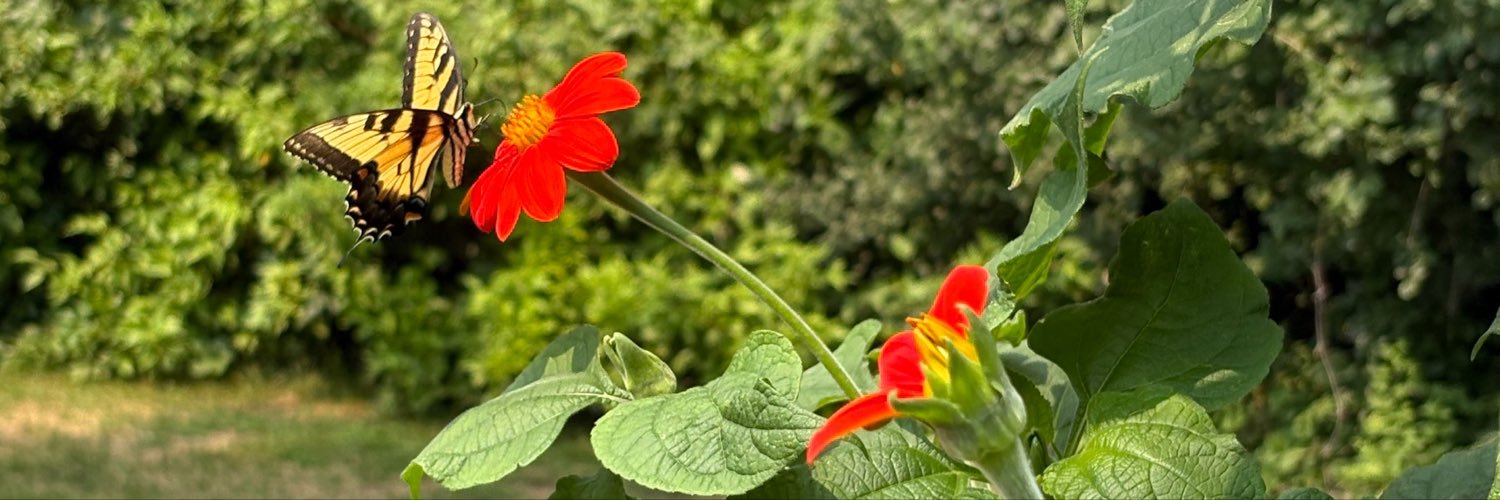OstrootInLove's profile banner image