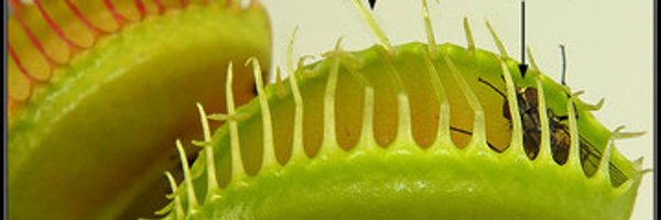 KISD_Science Profile Banner