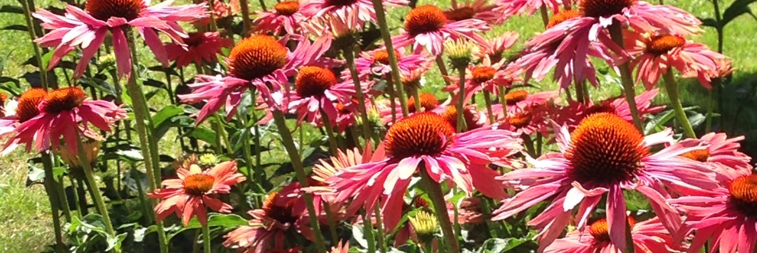 Alice Díaz, Ph.D. banner