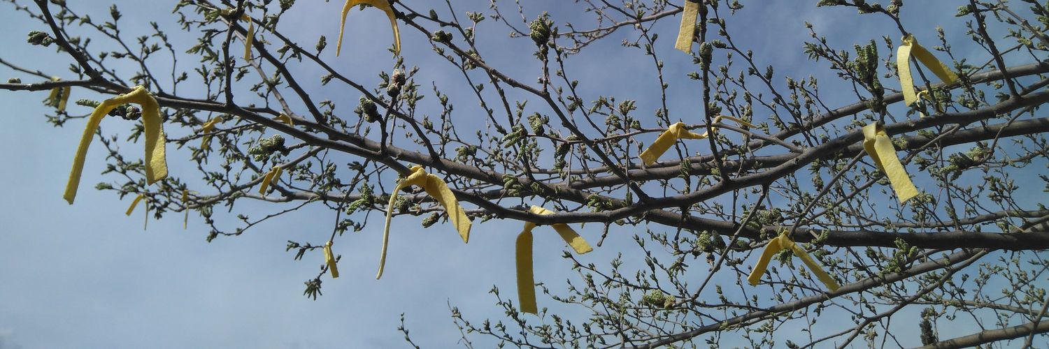 Carme Renedo 🎗's banner