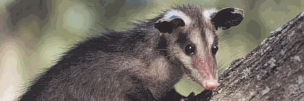 LastHuman banner