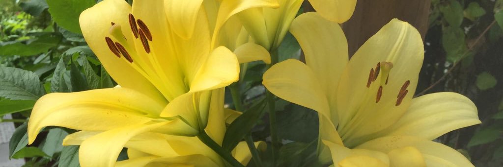 🔴Lashabert banner