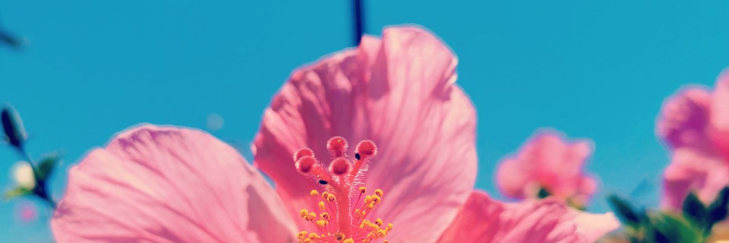 carocopo's profile banner image