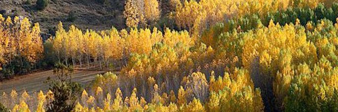 Yolanda 🩵🩵 banner