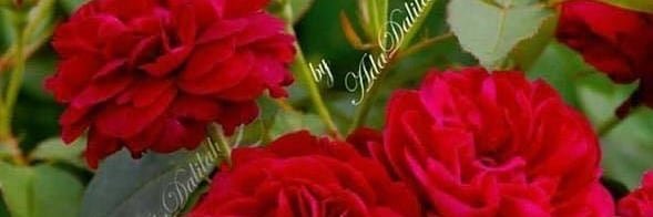 Udochukwu Peace banner