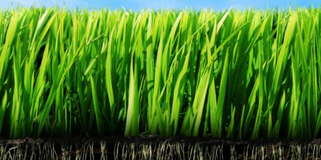 BroccoloLadyB banner