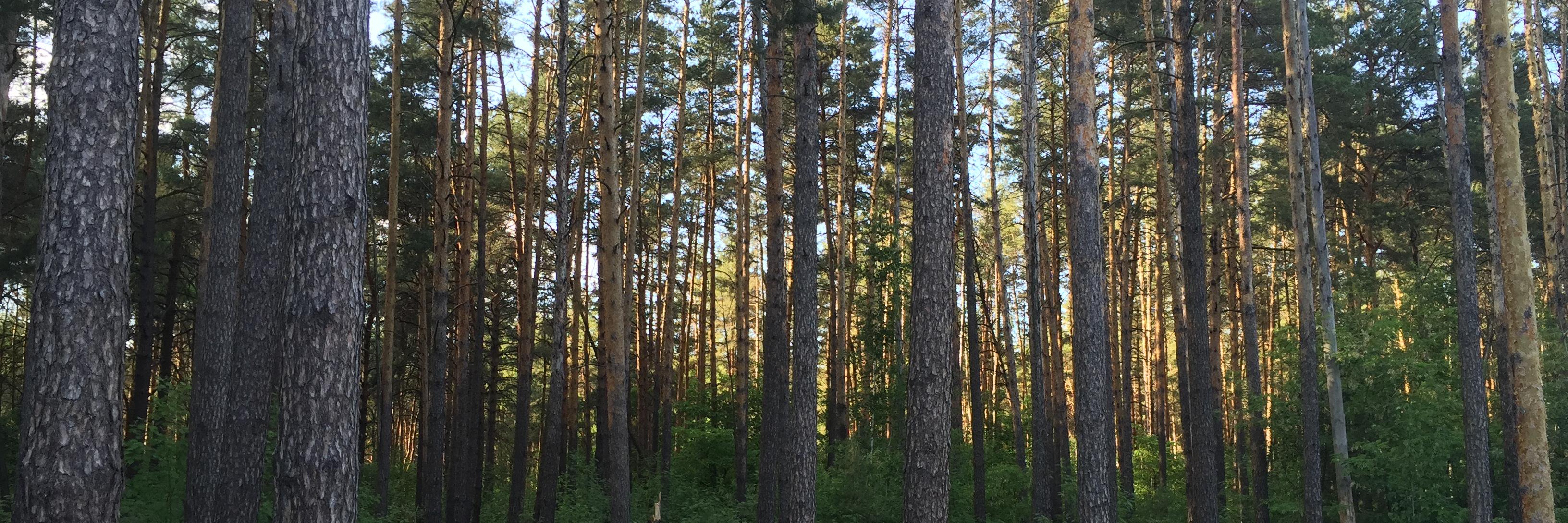 ak_rus's profile banner image