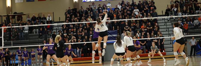 Allison Feigenbaum banner