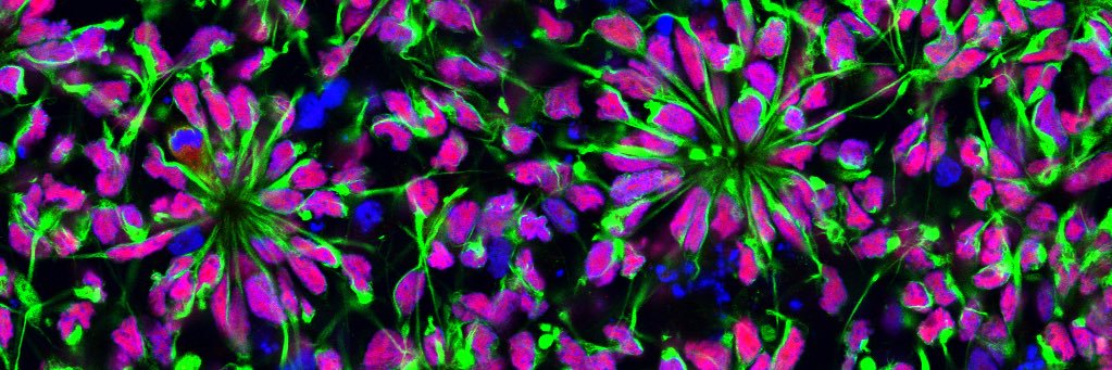 Dr. Jennifer Johnson banner