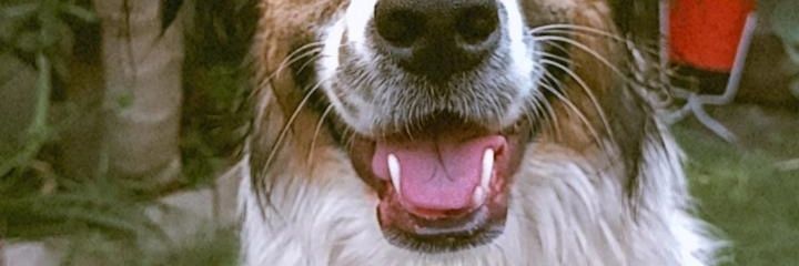 LuzBena's profile banner image