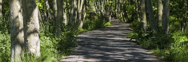 AjPolinya Profile Banner