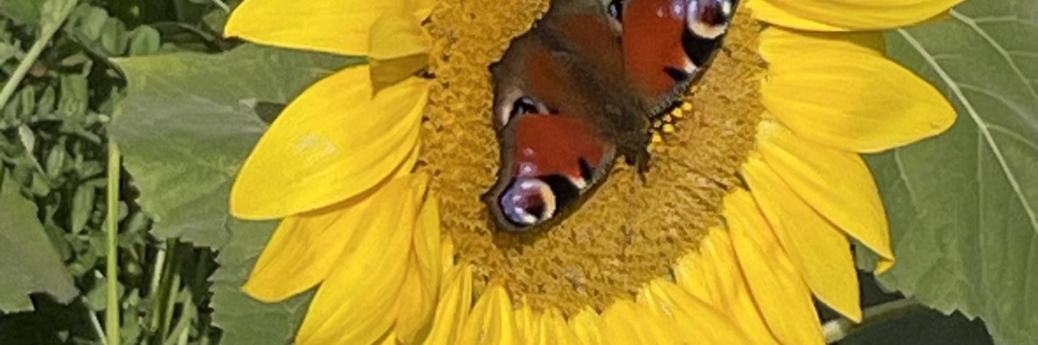 thierrybeaucamp's profile banner image