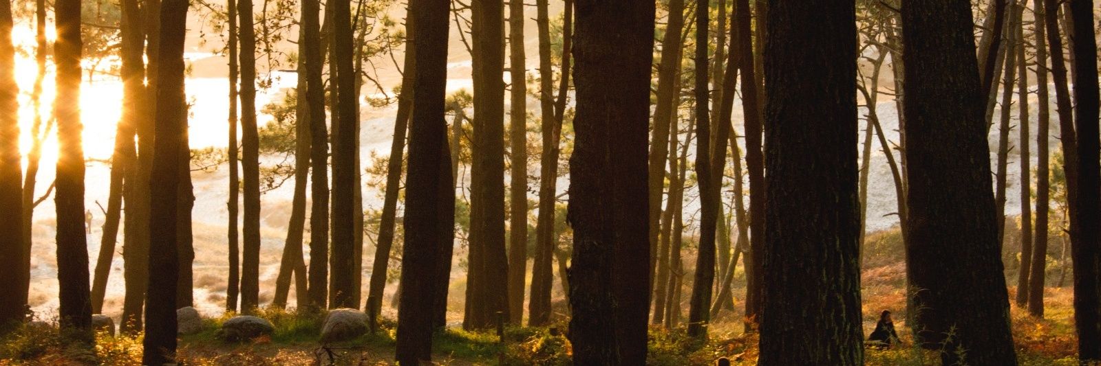 Lidiotaa's profile banner image