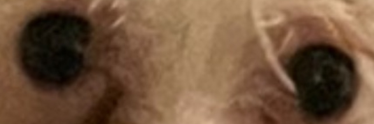 BeesBoxler's profile banner image