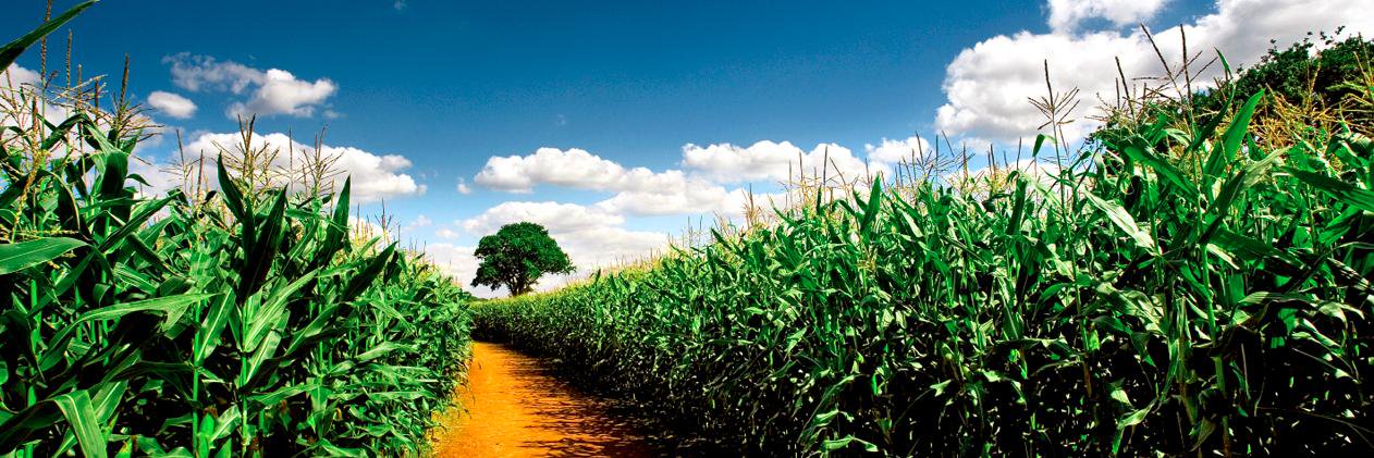 OPIS Biofuels banner