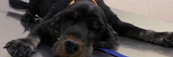 SaveOurSpaniels Profile Banner