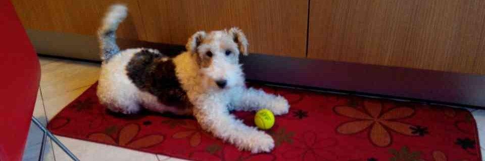 happyterrier's profile banner image