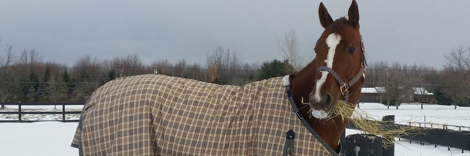 ChelsieSheridan's profile banner image