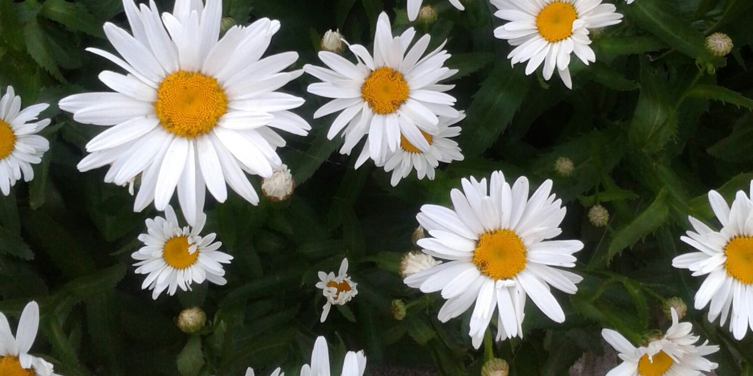 jawayriaa's profile banner image