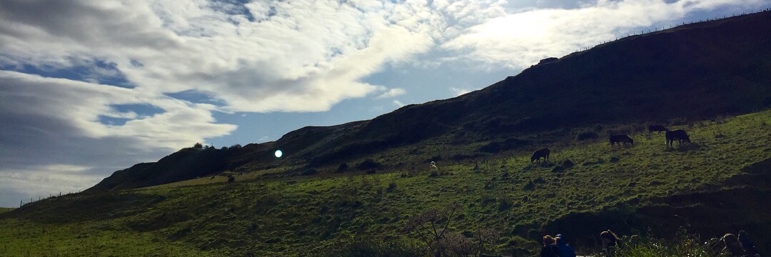 treebarkingmad's profile banner image