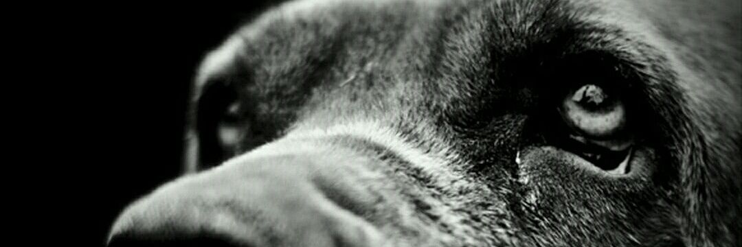 jorgeari423's profile banner image