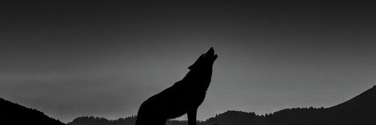 rahmsalama's profile banner image