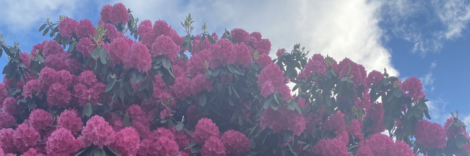 staci xcx 🇵🇸 banner