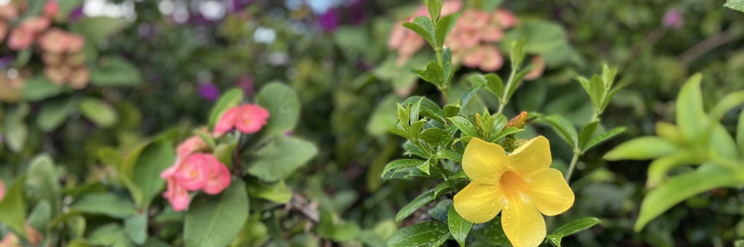 Dismar López banner