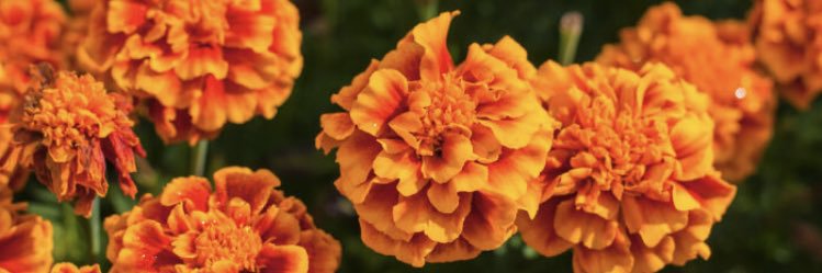 QueenMotherLiz's profile banner image