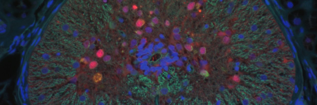 Emilanocyte's profile banner image