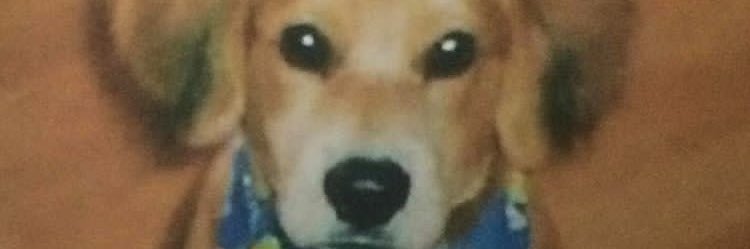 Steve Bondor banner