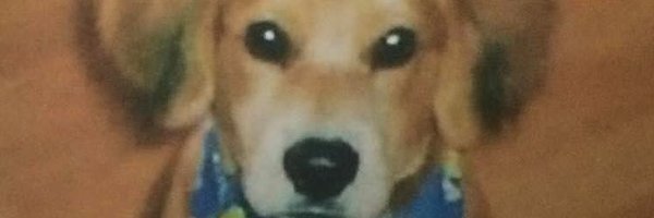 SteveBondor Profile Banner