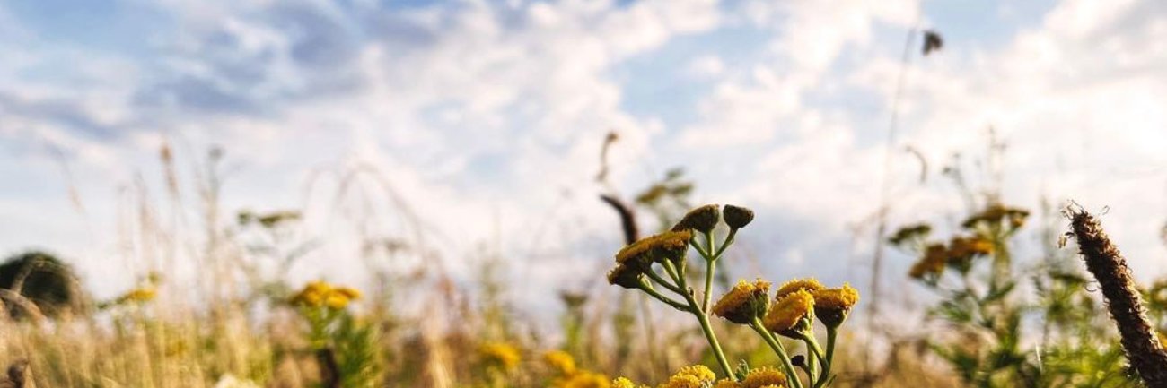 Marie-José Klaver - @mjklaver.bsky.social banner