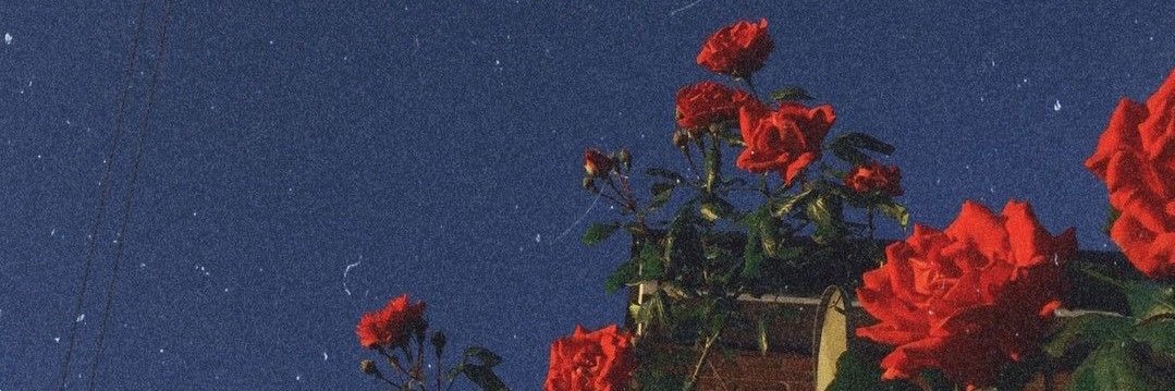 SadiyaAli's profile banner image