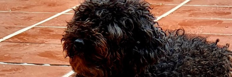 herreracedaniel's profile banner image