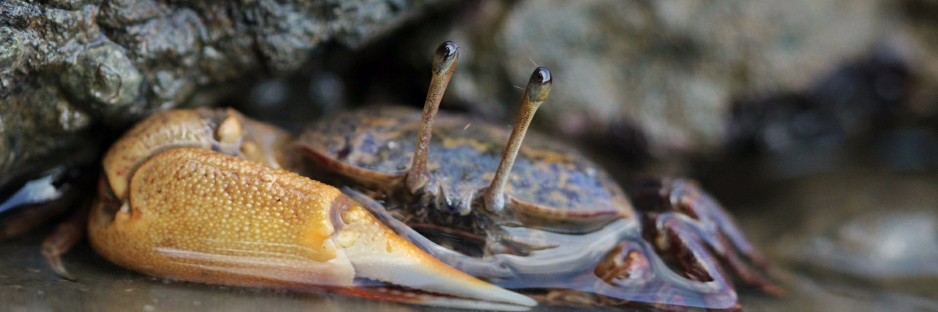 Marine Life of Mumbai banner